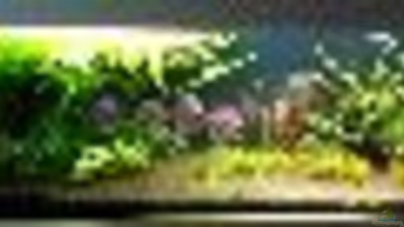 Aquarium aufgelöst von Dani B (6)