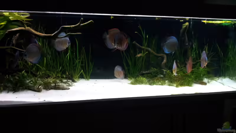 Aquarium aufgelöst von Dani B (7)