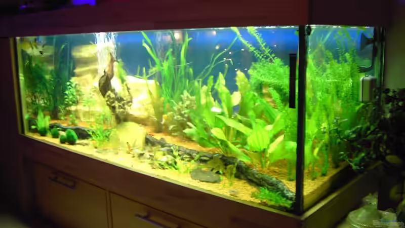 Aquarium Aufgelöst von Torsten G. (5)