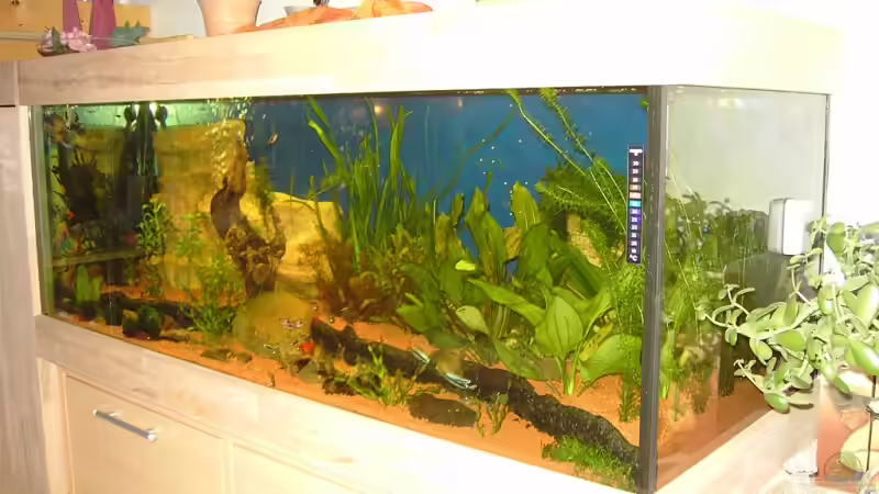 Aquarium Aufgelöst von Torsten G. (6)