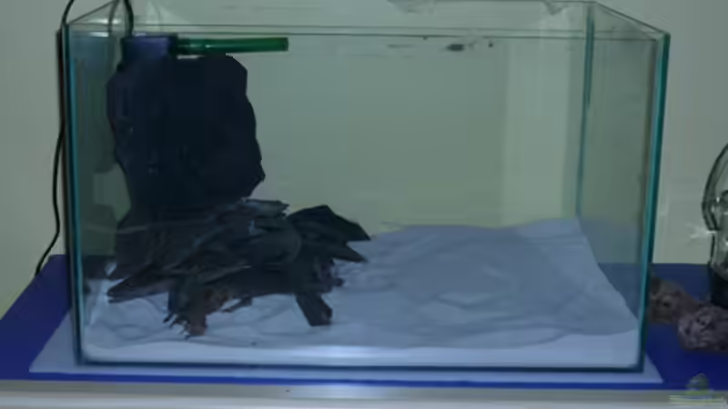 Aquarium Aufzucht Krebse von Cichlid Power (2)