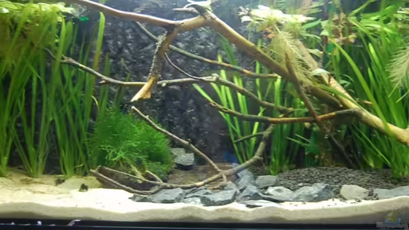 Aquarium Aufzucht Rocio (nur noch Beispiel) von ml69 (2)