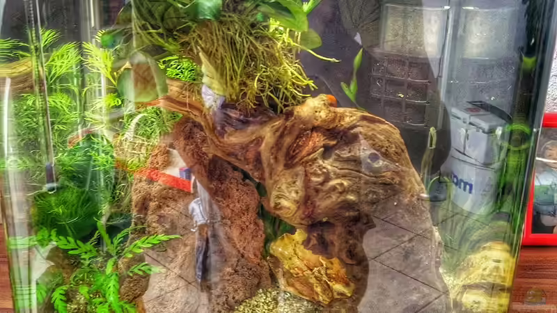 Aquarium Aufzuchtbecken - Perlhuhnbärblinge von Solvin (2)