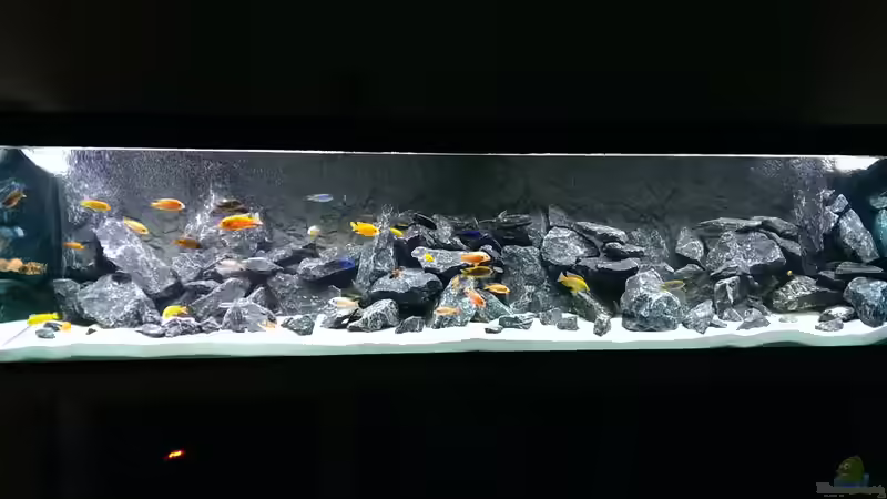 Aquarium AulonocaraReef von Malawi91 (10)