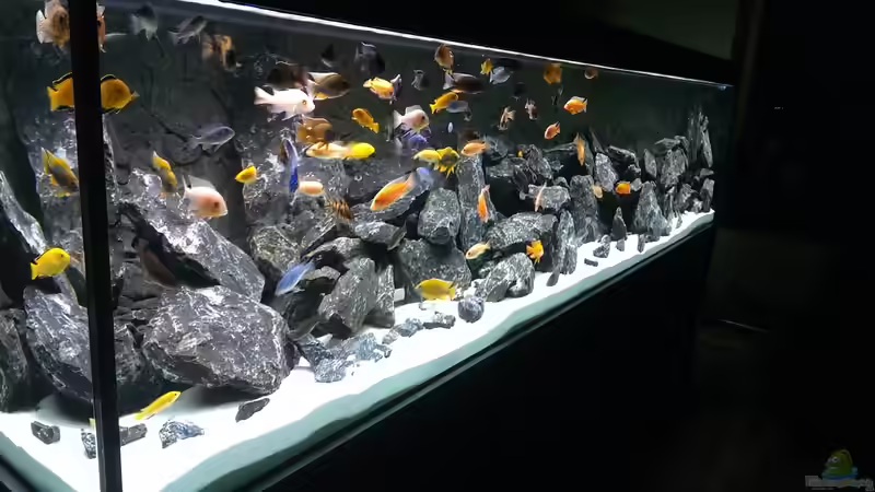 Aquarium AulonocaraReef von Malawi91 (11)