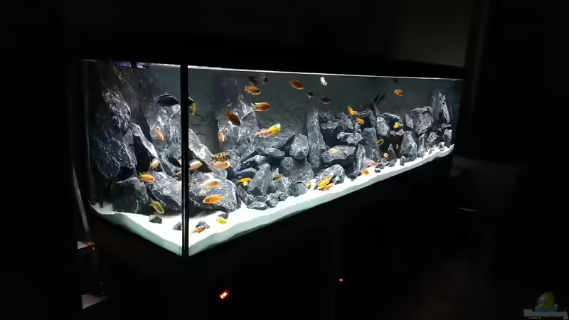 Aquarium AulonocaraReef von Malawi91 (3)