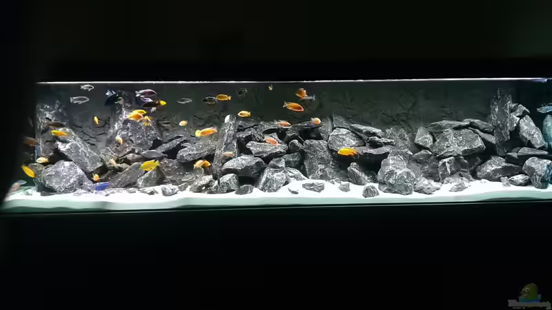 Aquarium AulonocaraReef von Malawi91 (8)