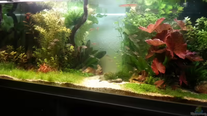 Aquarium aus Welssicht :D 17.06.2015 von Jonas (Trancemania) (8)