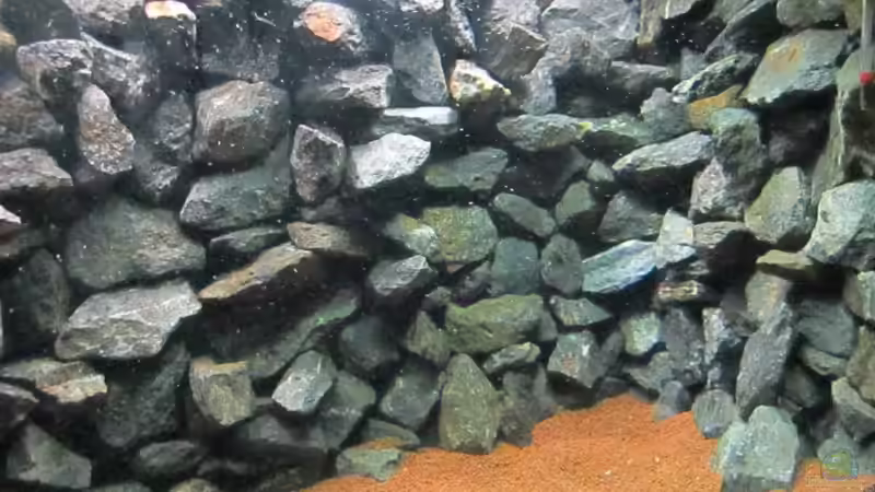 Aquarium Baby Home Malawi von Malawi-Dude (2)