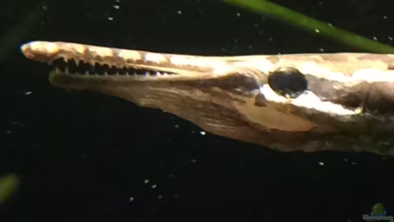 Aquarium Baby Knochenhechte von Captain Gü (3)