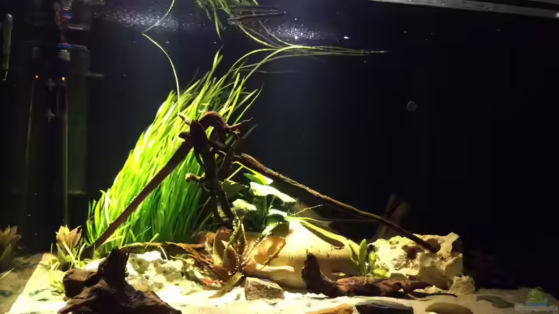 Aquarium Baby Knochenhechte von Captain Gü (5)