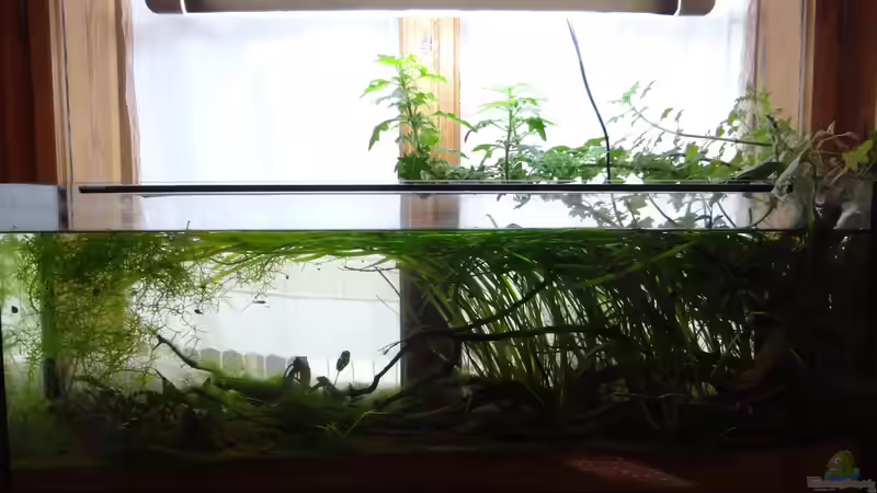 Aquarium Bach mit Wurzeln von paris (2)