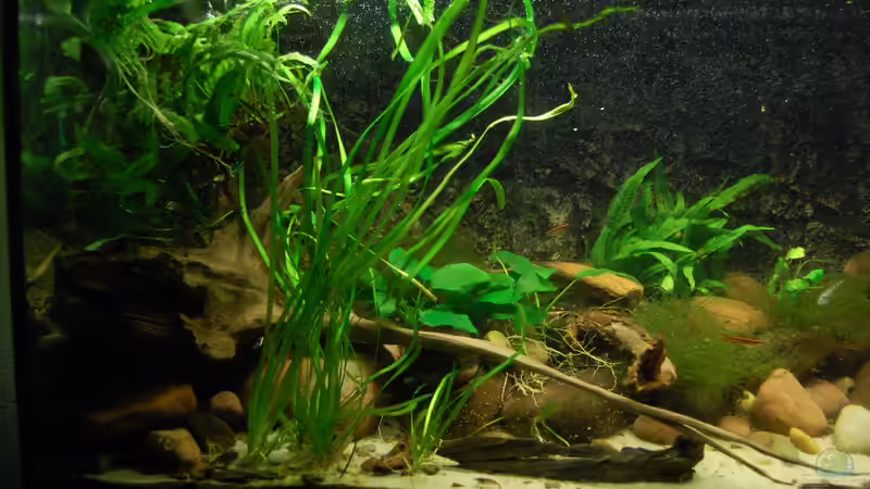 Aquarium Bachaquarium von madate (2)