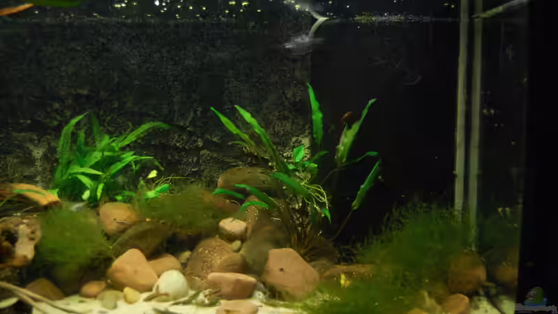 Aquarium Bachaquarium von madate (4)