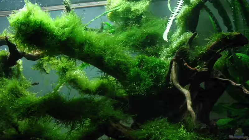 Aquarium Bachlauf im Tiefsten Jungle /Nur noch Beispiel von johnK (10)