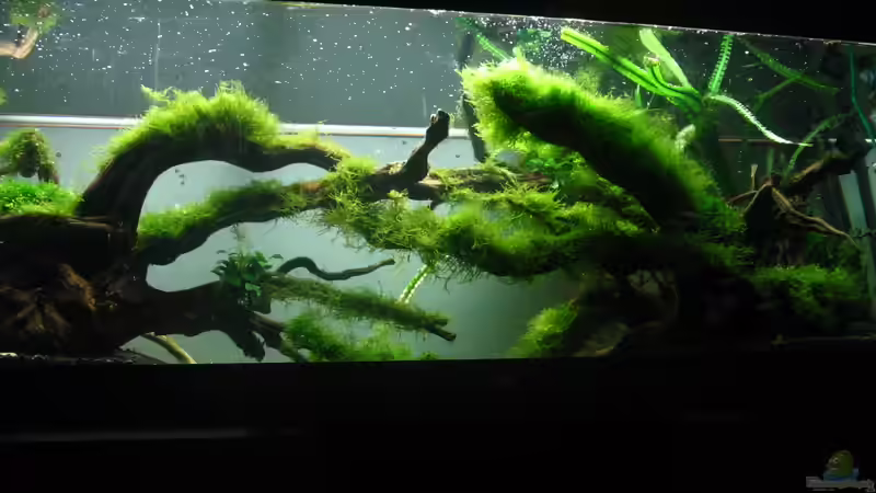 Aquarium Bachlauf im Tiefsten Jungle /Nur noch Beispiel von johnK (13)