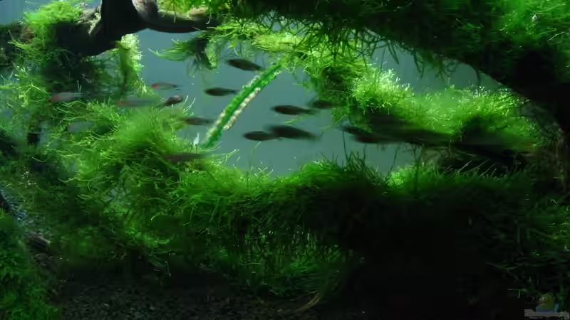 Aquarium Bachlauf im Tiefsten Jungle /Nur noch Beispiel von johnK (15)