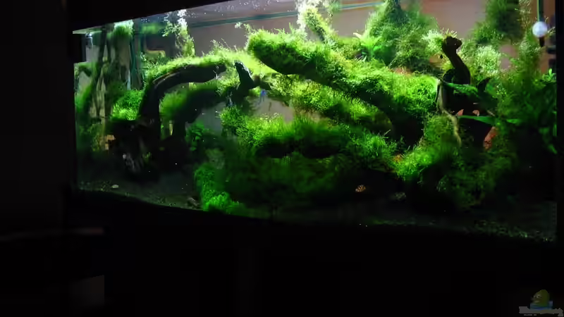 Aquarium Bachlauf im Tiefsten Jungle /Nur noch Beispiel von johnK (3)