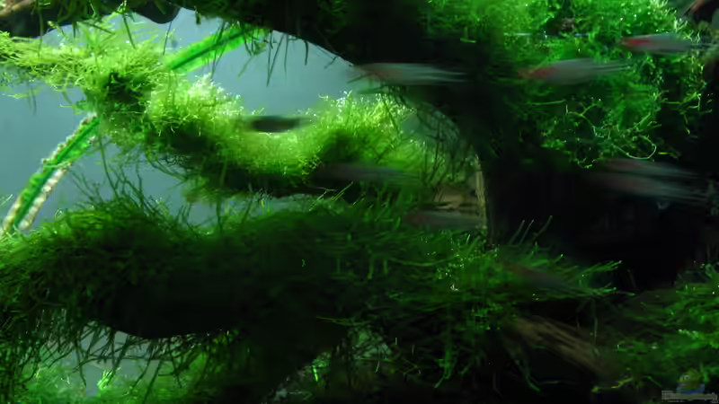 Aquarium Bachlauf im Tiefsten Jungle /Nur noch Beispiel von johnK (5)