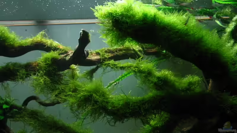 Aquarium Bachlauf im Tiefsten Jungle /Nur noch Beispiel von johnK (8)