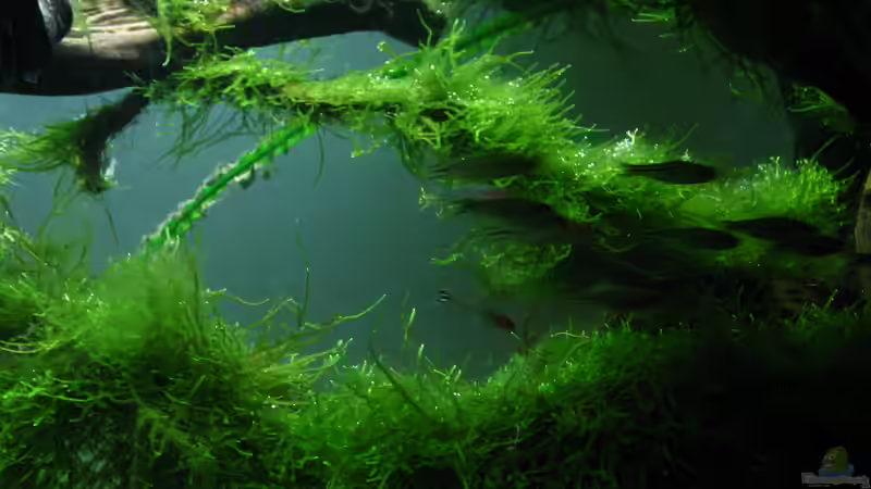 Aquarium Bachlauf im Tiefsten Jungle /Nur noch Beispiel von johnK (9)