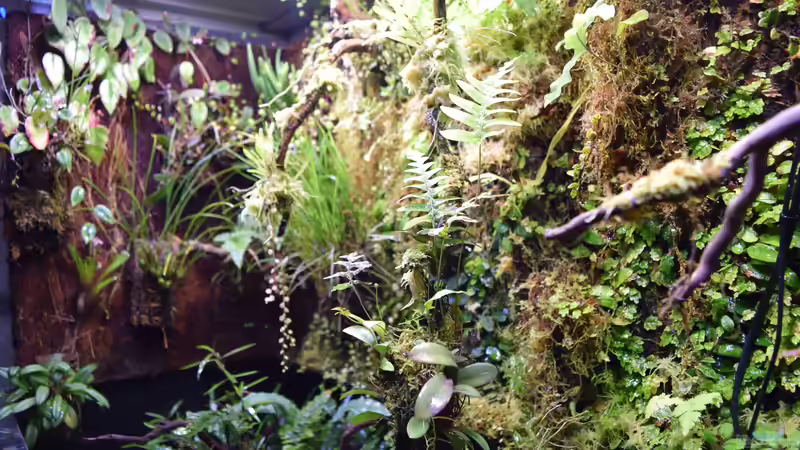 Aquarium Bachlauf-Paludarium (gibts so nicht mehr) von Junglist (19)