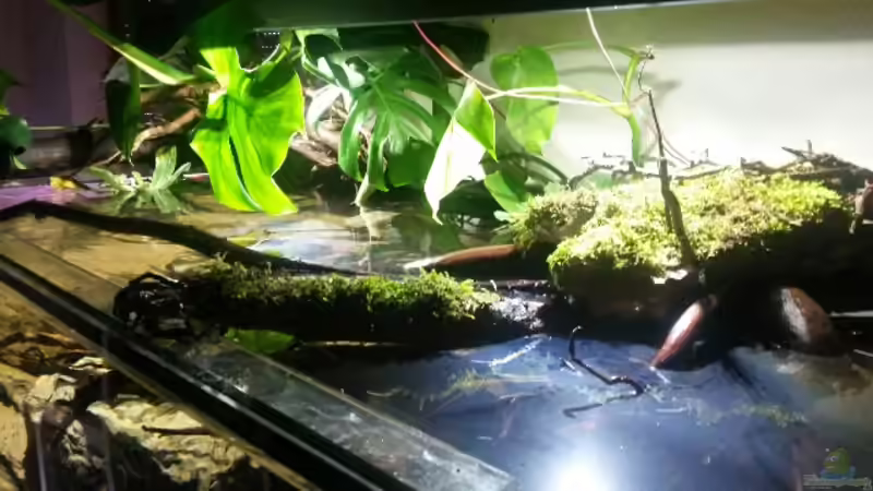 Aquarium Bachlauf Riparium von Markaroni (18)