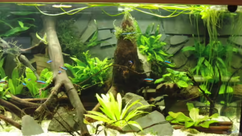 Aquarium Back to Natur von Make (4)
