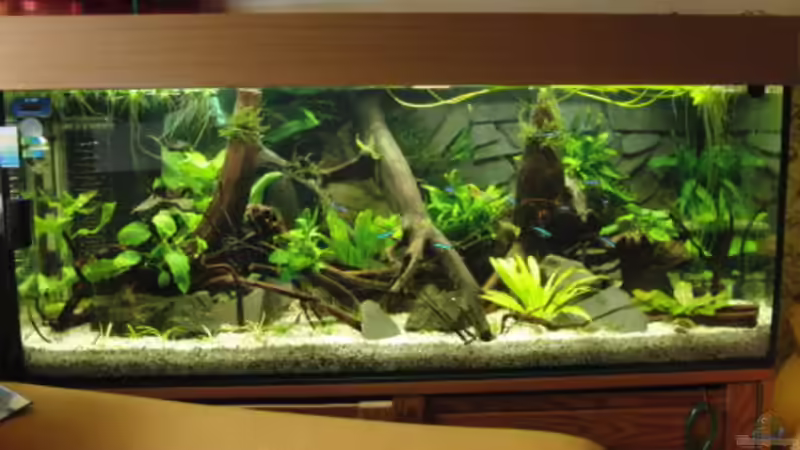 Aquarium Back to Natur von Make (5)