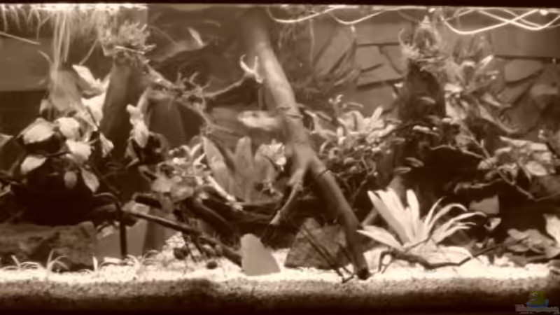 Aquarium Back to Natur von Make (6)
