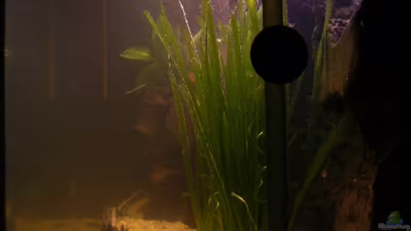 Aquarium Back to Nature D von Jan Meents (6)