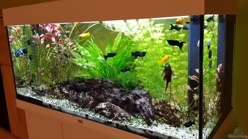 Aquarium Baco columbianus von Pegnitz (10)