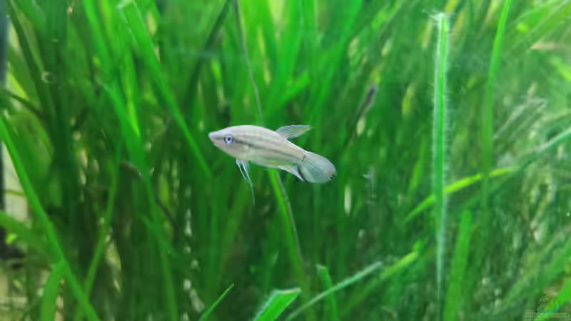 Aquarium Baco columbianus von Pegnitz (2)