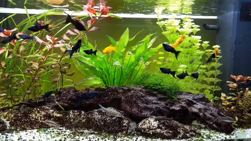 Aquarium Baco columbianus von Pegnitz (5)