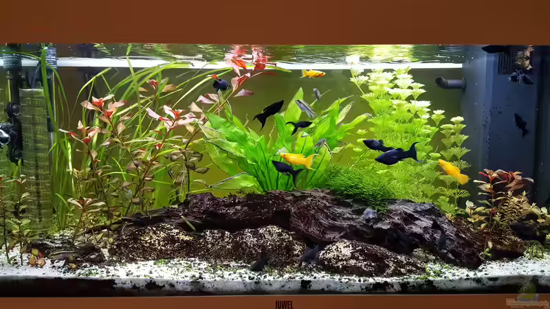 Aquarium Baco columbianus von Pegnitz (8)