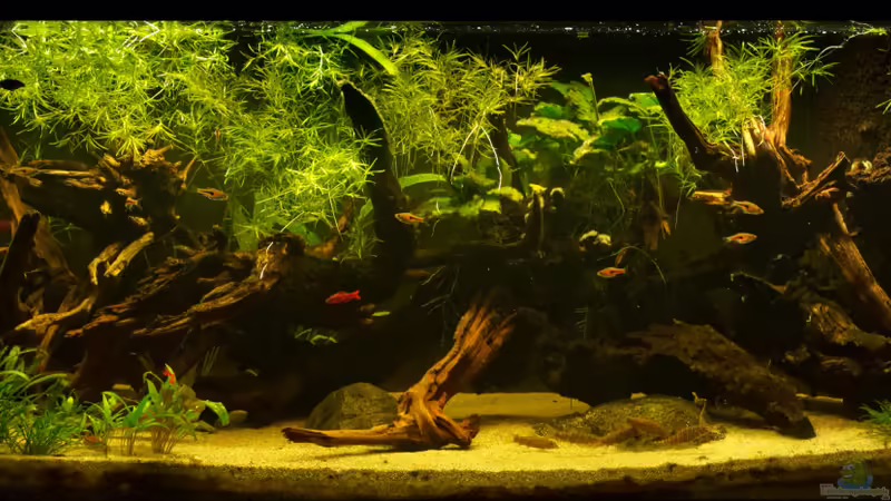 Aquarium Bärblinge und Schmerlen von jkrt (3)