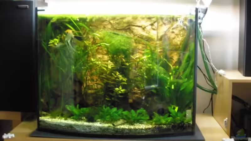 Aquarium Bandits Gesellschaftsbecken von Bandit2006 (3)