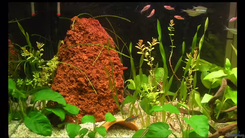 Aquarium Barschbecken von Alex Dihu (3)