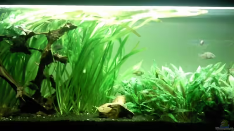 Aquarium Barschbecken von Inot (2)
