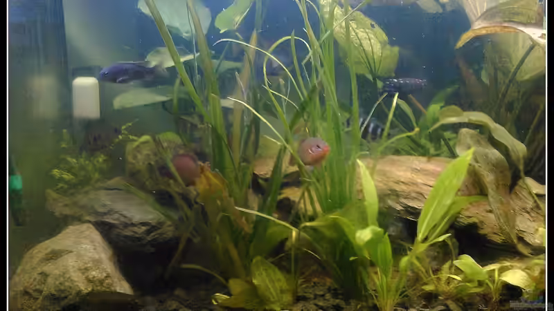 Aquarium Barschbecken von mariajudyta (5)