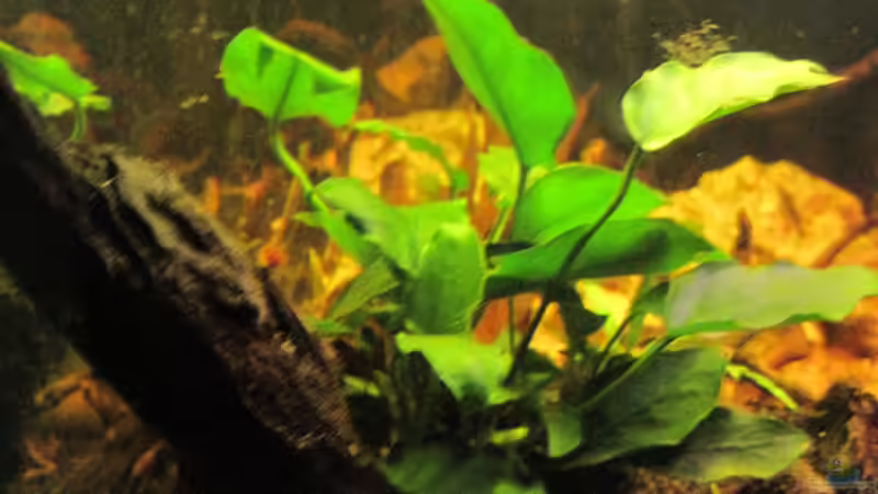 Aquarium Barschbecken von picknicker1982 (2)