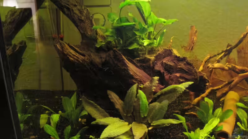 Aquarium Barschbecken von picknicker1982 (3)