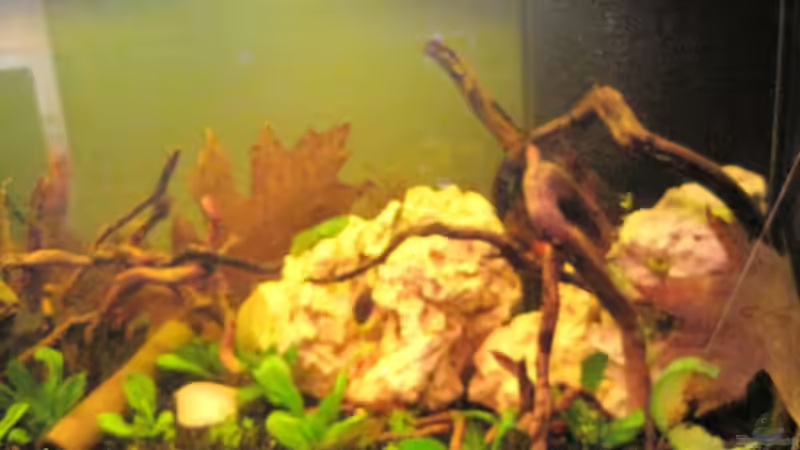 Aquarium Barschbecken von picknicker1982 (4)