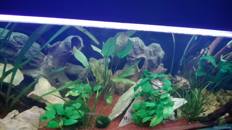 Aquarium BarschBecken von Sanchez79 (2)