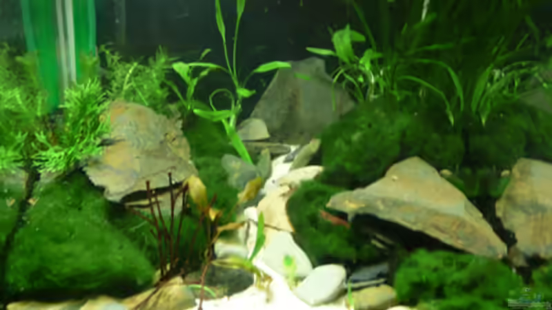 Aquarium ~Bavarian alp~ von Cichlid Power (2)