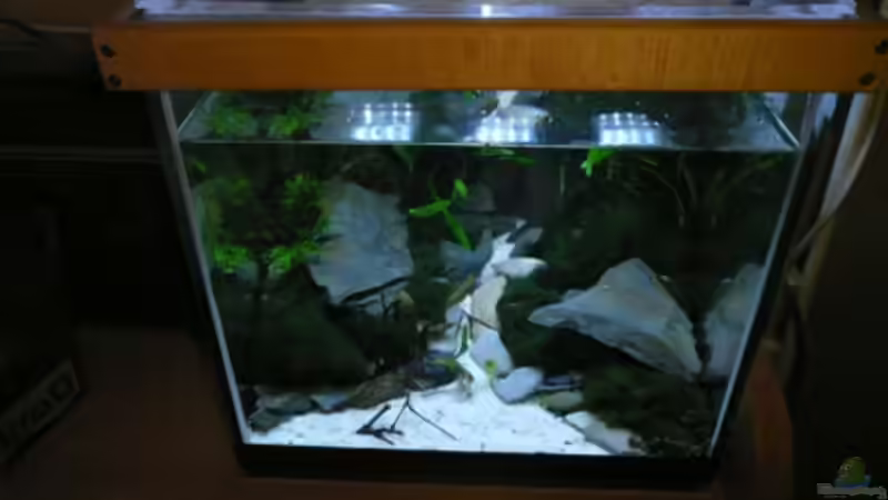 Aquarium ~Bavarian alp~ von Cichlid Power (4)