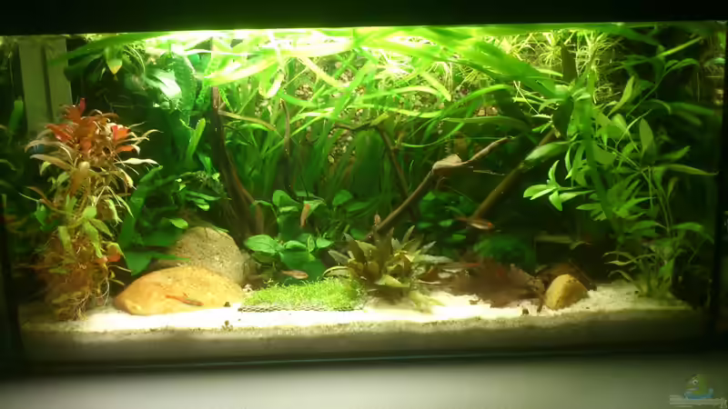 Aquarium Becken 1 von Felix Richter (4)