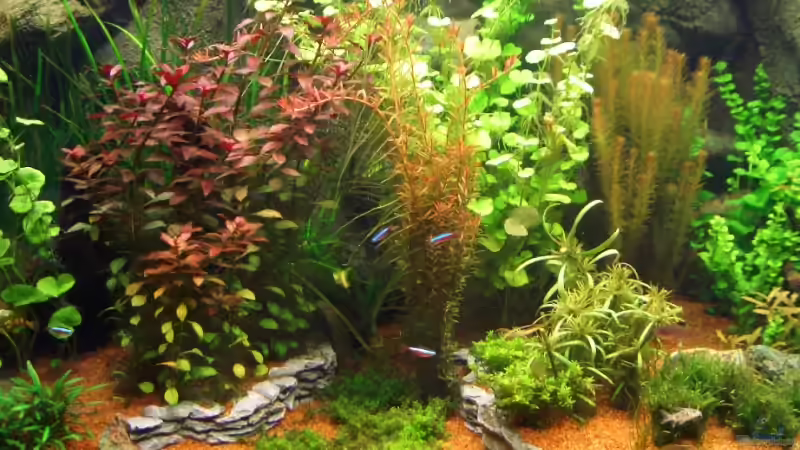 Aquarium Becken 1 von Zork-Nemesis (11)