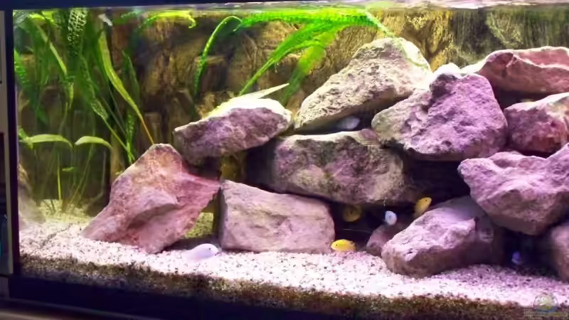 Aquarium Becken 10002 von Andy Hurm (4)