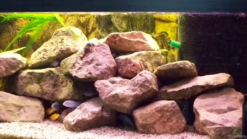 Aquarium Becken 10002 von Andy Hurm (5)